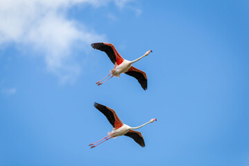 flying flamingos