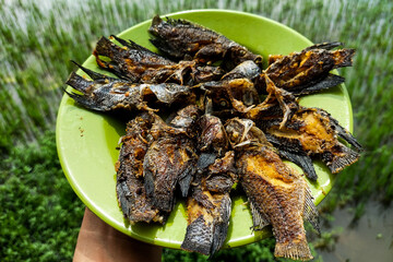 Fried fish on a plate in the rice fields ready to eat