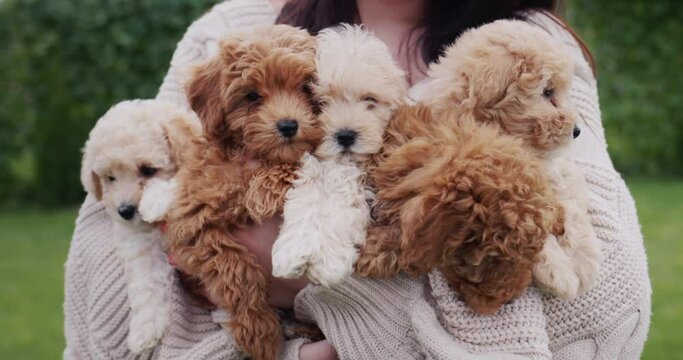 The hands of a woman in a warm sweater hold an armful of small maltipoo puppies