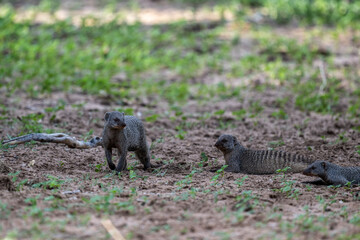 gray striped mongooses in green grass in natural conditions on a sunny day in Kenya