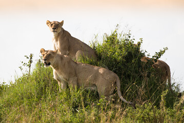 Klan lwic na afrykańskiej sawannie w Masai Mara National Park Kenya