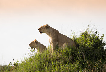 Klan lwic na afrykańskiej sawannie w Masai Mara National Park Kenya