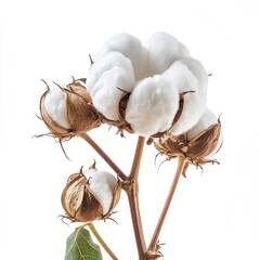 Cotton Plant Flower Boll