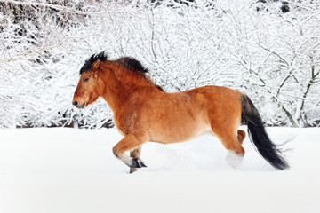 Heavy draft horse stallion runs trot in winter forest