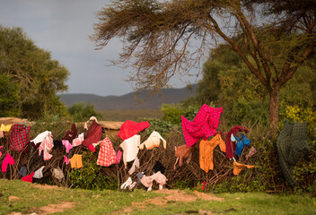 Pranie suszące się na płocie wioski Masajów w Masai Mara Kenia - obrazy, fototapety, plakaty