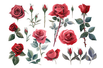 Fototapeta premium Collection of pink roses flowers isolated on transparent background