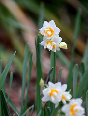 白い水仙の花