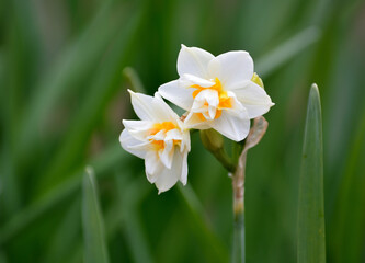 白い水仙の花