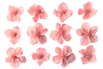 Fototapeta premium Magnolia blooms with petals isolated on transparent background