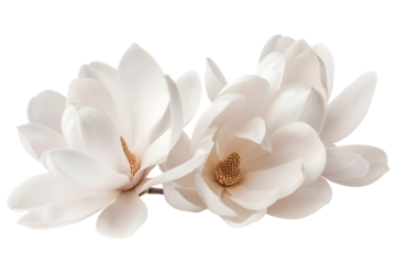 Magnolia blooms with petals isolated on transparent background