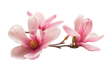 Obraz premium Magnolia blooms with petals isolated on transparent background