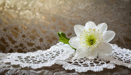 White hellebore flower on white crochet openwork background. Spring flowers. copy space for your text - obrazy, fototapety, plakaty