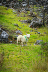 sheep in a green mountain