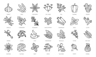 Spice, herbs and seasonings outline icons. Garlic, sage, star anise, dill head and paprika, ginger, vanilla, coriander, rosemary, black pepper and cinnamon, basil, clove, onion thin line vector icons - obrazy, fototapety, plakaty