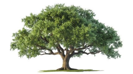 big green oak tree isolated on transparent background - 733799924