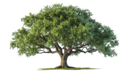 big green oak tree isolated on transparent background