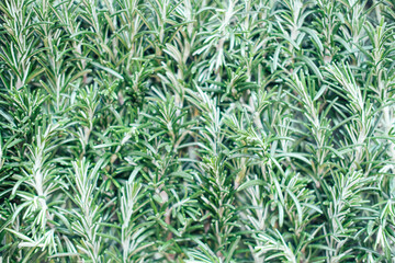 Eucalyptus leaves top view 