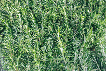 Eucalyptus leaves top view 