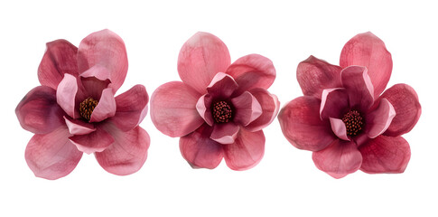 Magnolia blooms and  petals isolated on transparent background