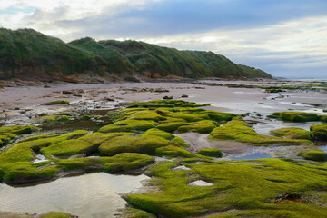 beautiful sandy beach with a cloudy sky with a green seaweed