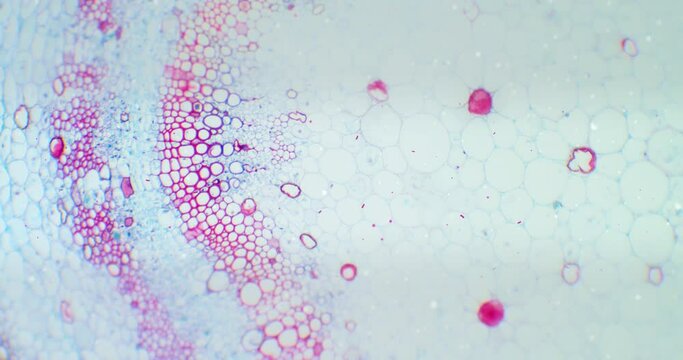 Cotton stem under a microscope with a focus on germs, microbes and bacteria. Infected view. Microscopic view of plant cells for botanic education. Cotton under a scope. Microscopic plant stem