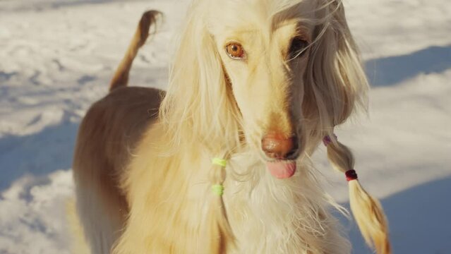 Dog, Afghan hound in a funny fur hat