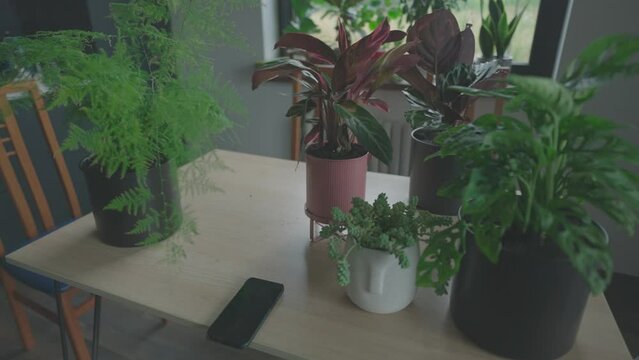 freshly replanted house plants in nice minimalistic pots standing on the table ready to be moved around the house