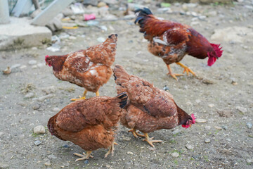 Four chickens and roosters freely moving about on a muddy ground. They are seen foraging for food.