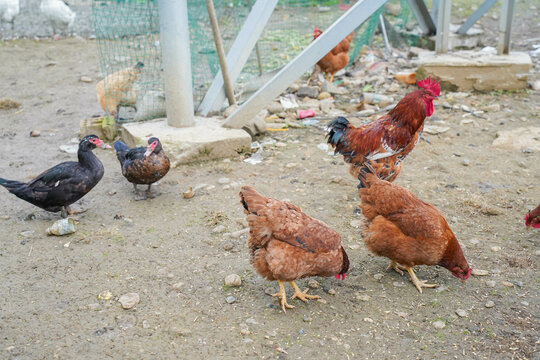Various free range chickens, ducks, roosters at organic farm. Domestic animals..