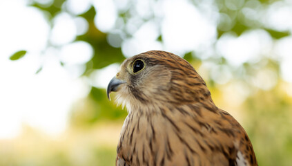 Close-up portrait of a falcon. Slow motion.