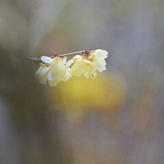 黄色いロウバイの花