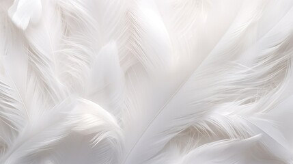 Beautiful soft white feather texture, close up animal hair abstract background.