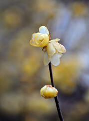 黄色いロウバイの花