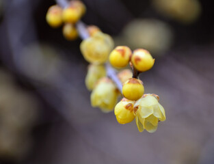 黄色いロウバイの花