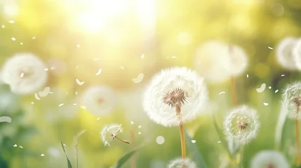Fotobehang Beautiful fluffy dandelions on meadow at the field in nature spring. White dandelions with soft selective focus and bokeh sun light background © Alpa