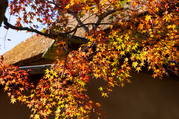日本の風景・秋　紅葉の箱根美術館　神仙郷