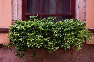 Windowsill flowers outside in the yard