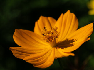 Fiore giallo close up