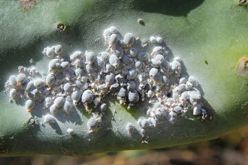 Cochineal (Dactylopius coccus) on the leaf of an Opunitie (Opuntia), Gran Canaria, Canary Islands,...