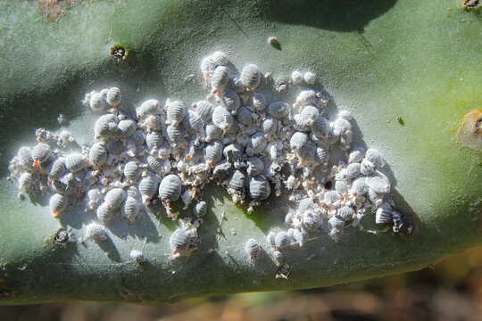Cochineal (Dactylopius coccus) on the leaf of an Opunitie (Opuntia), Gran Canaria, Canary Islands, Spain.