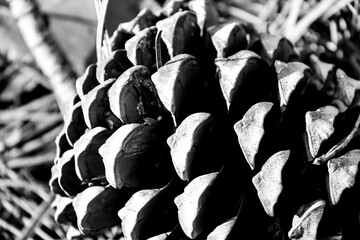 Pine tree cones in Sierra de Cazorla y Segura