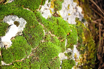 Sedum Acre texture on rock in Spain