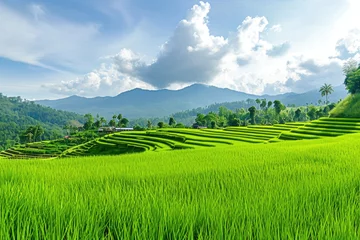 Tuinposter Green rice field with mountain backdrop in Chiang Mai, Thailand © darshika