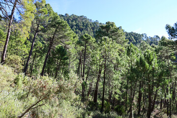 Pinus Nigra forest in Sierra de Cazorla y Segura