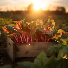 Rhubarb leafstalks harvested in a wooden box in a field with sunset. Natural organic vegetable abundance. Agriculture, healthy and natural food concept. Square composition.