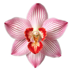 Fototapeta na wymiar Red white Orchid blossom, flower isolated on white background as transparent PNG