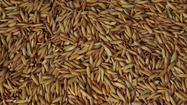 Rotating dry paddy seeds in slow motion. Top view of rice. Asian traditional food close up