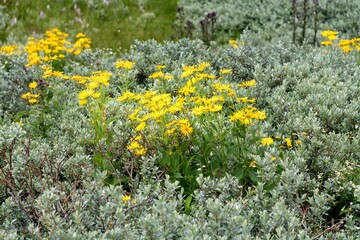 superbe bouquet de fleurs sauvages jaunes d’arnica au milieu d'un plateau en montagne sur le chemin de randonnée de super besse dans le puy de dôme
