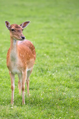 Fallow deer in the forest