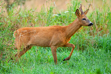 Buck deer in the forest